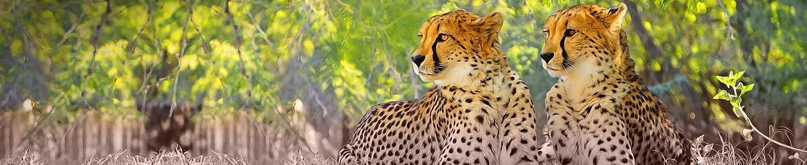 Bela-Bela & Surrounding Accommodation footer banner